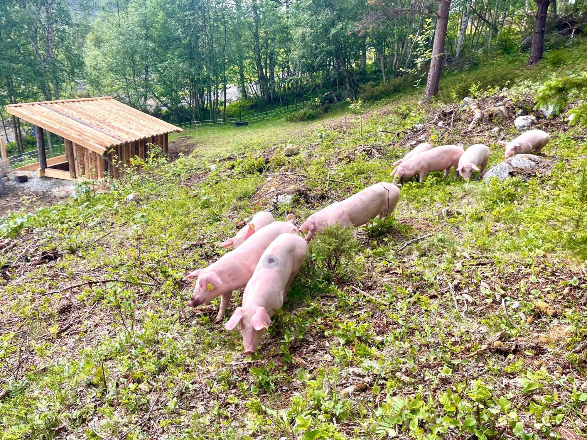 Reinheimen Lodge Skjåk المظهر الخارجي الصورة
